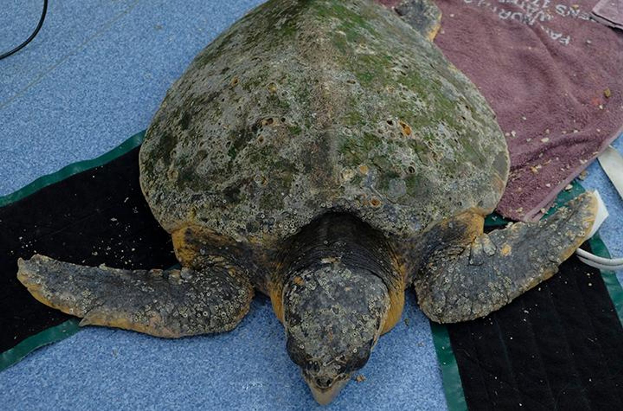Loggerhead sea turtle