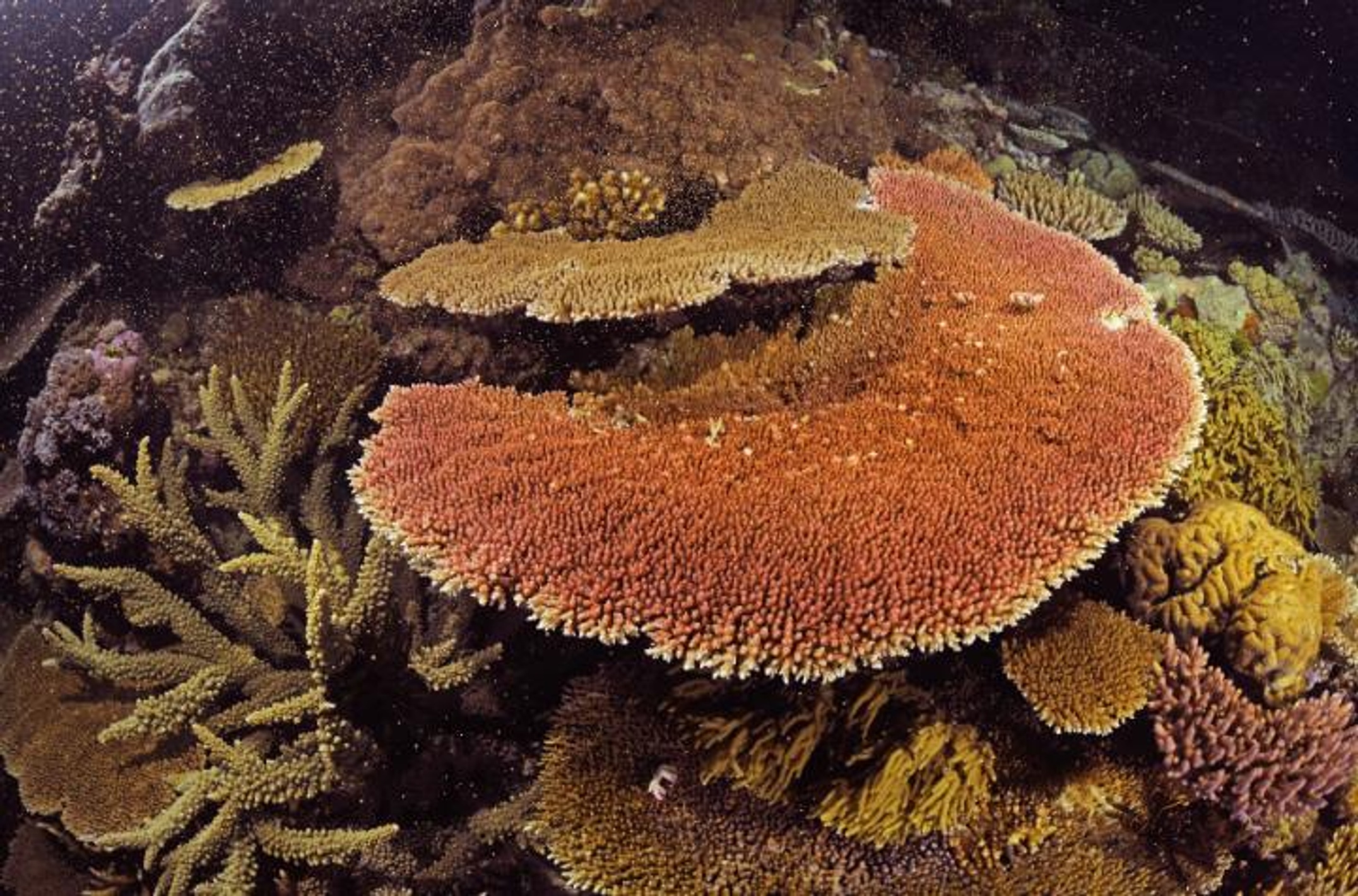 Plate corals releasing egg and sperm bundles during spawning