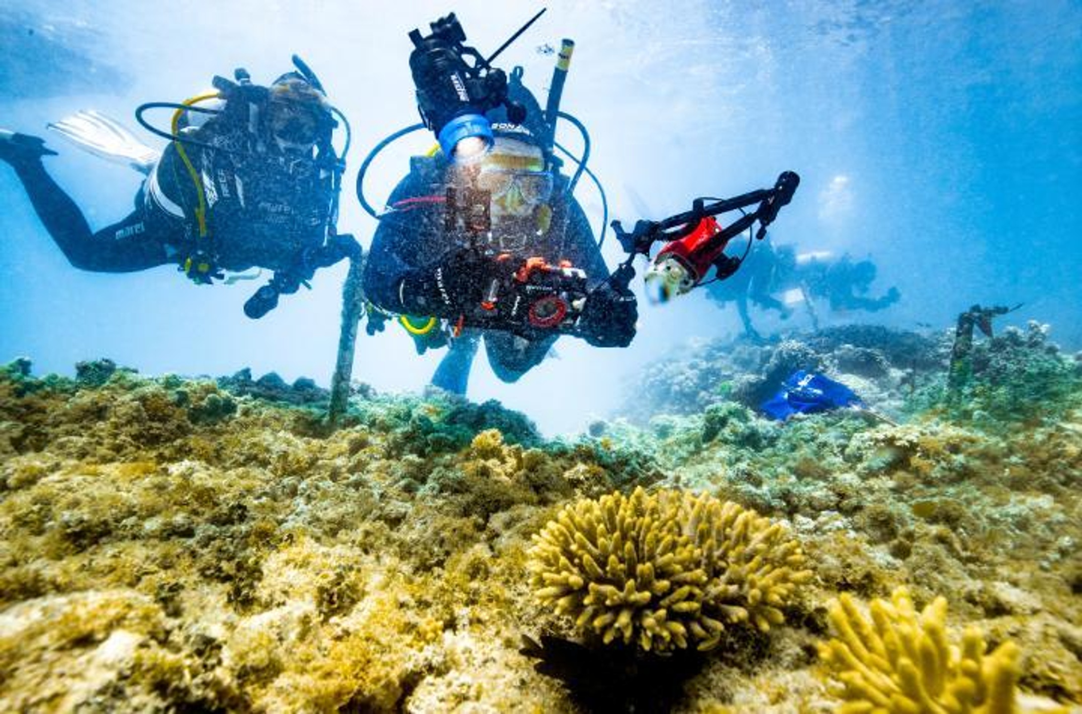 Scuba divers swimming in coral reef, with front diver holding a camera