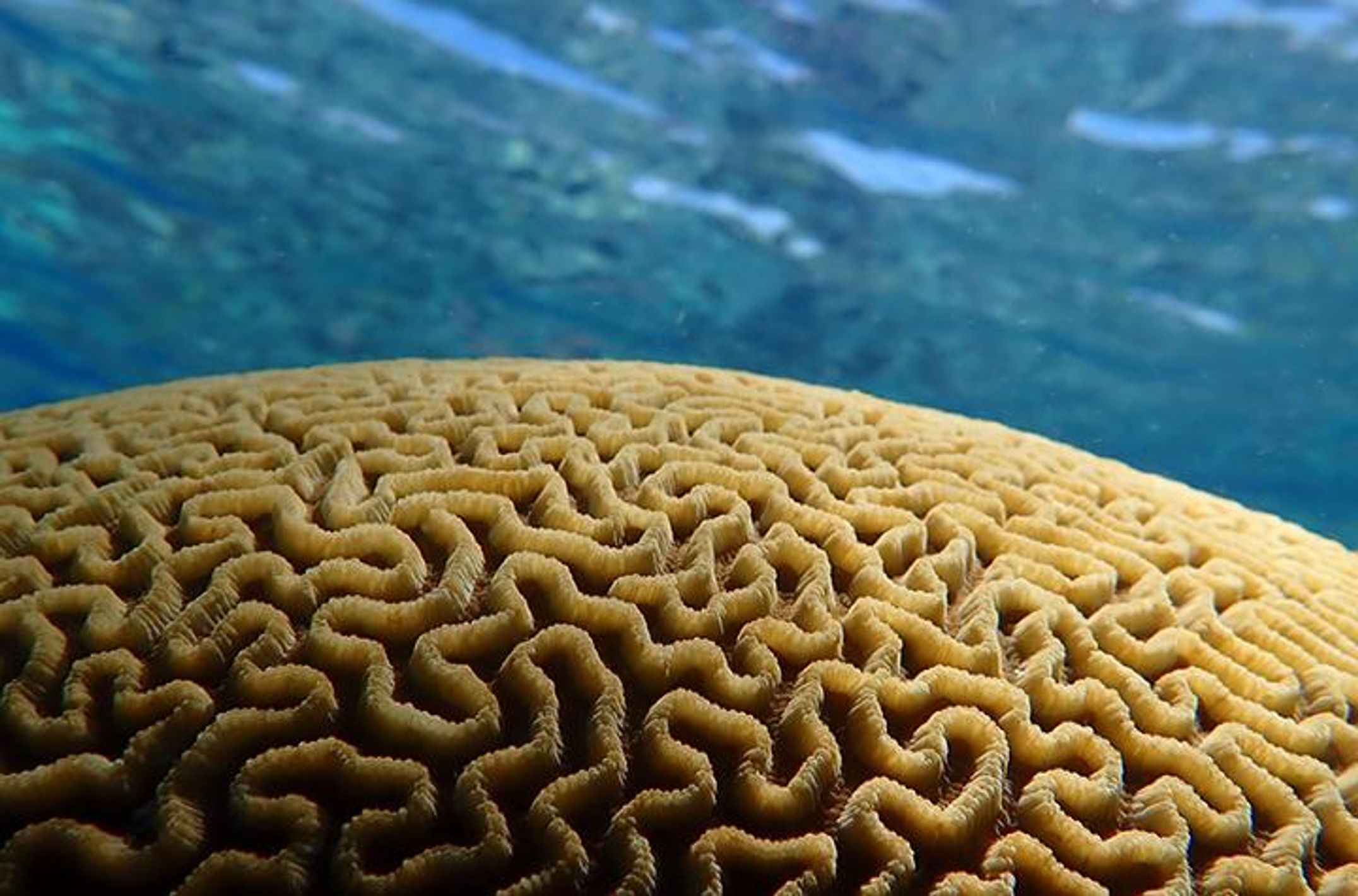 A coral colony against blue water
