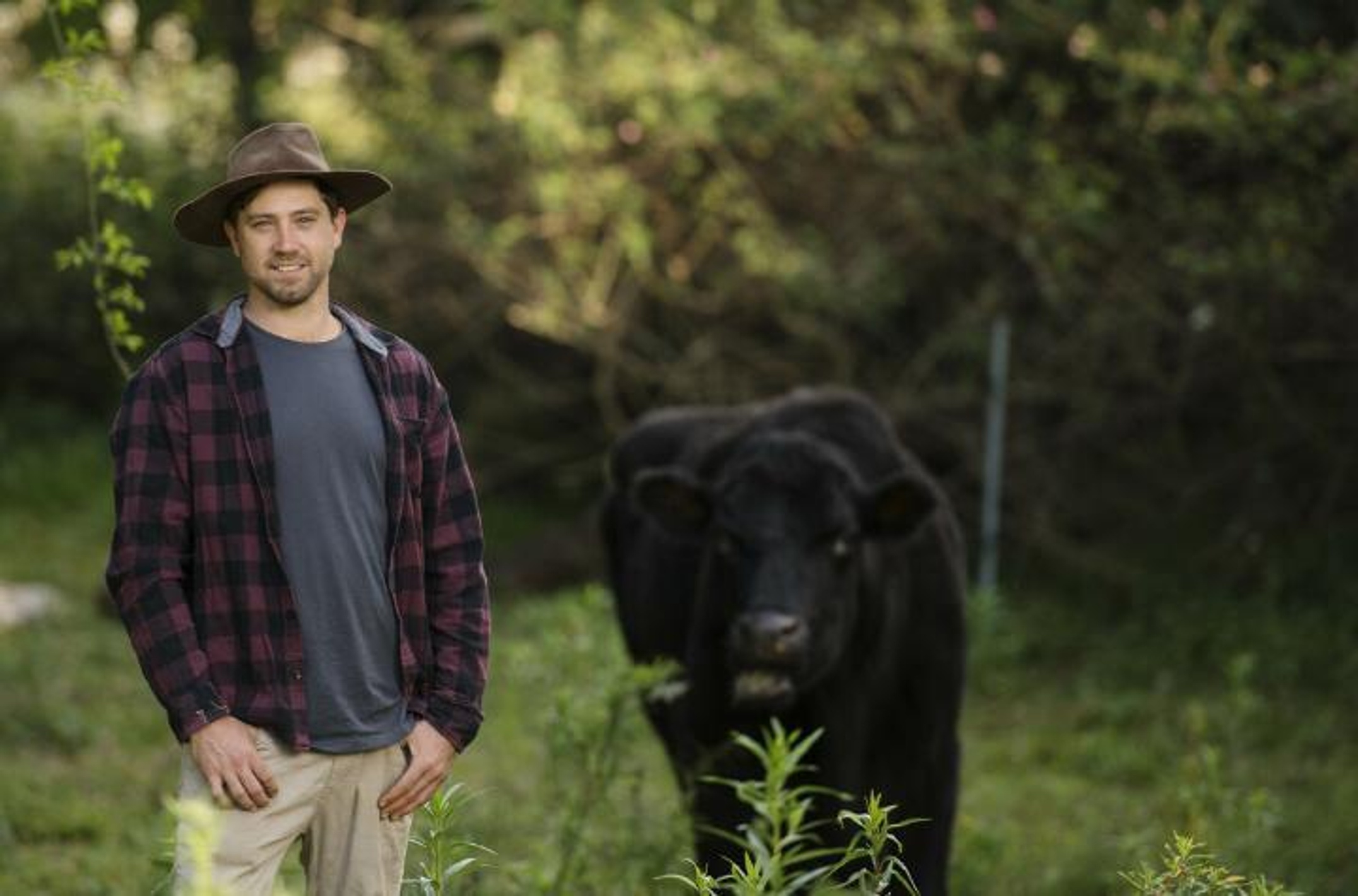 A man in a paddock with a black cow