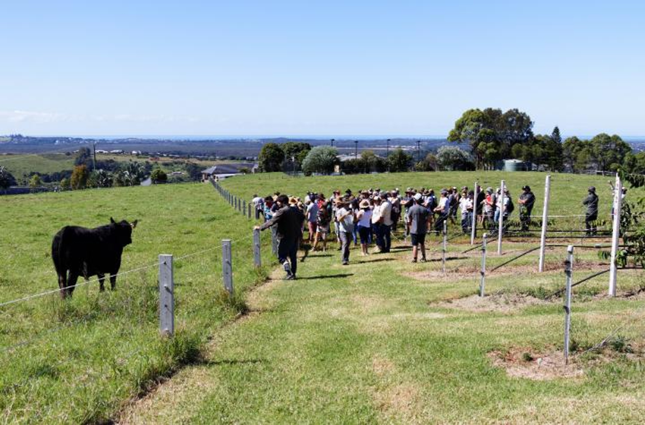 A group of people on a farm, standing near fencing and a black cow