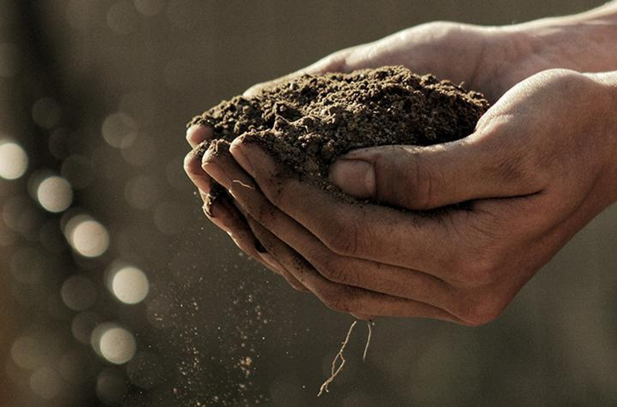 Close-up of hands holding dirt