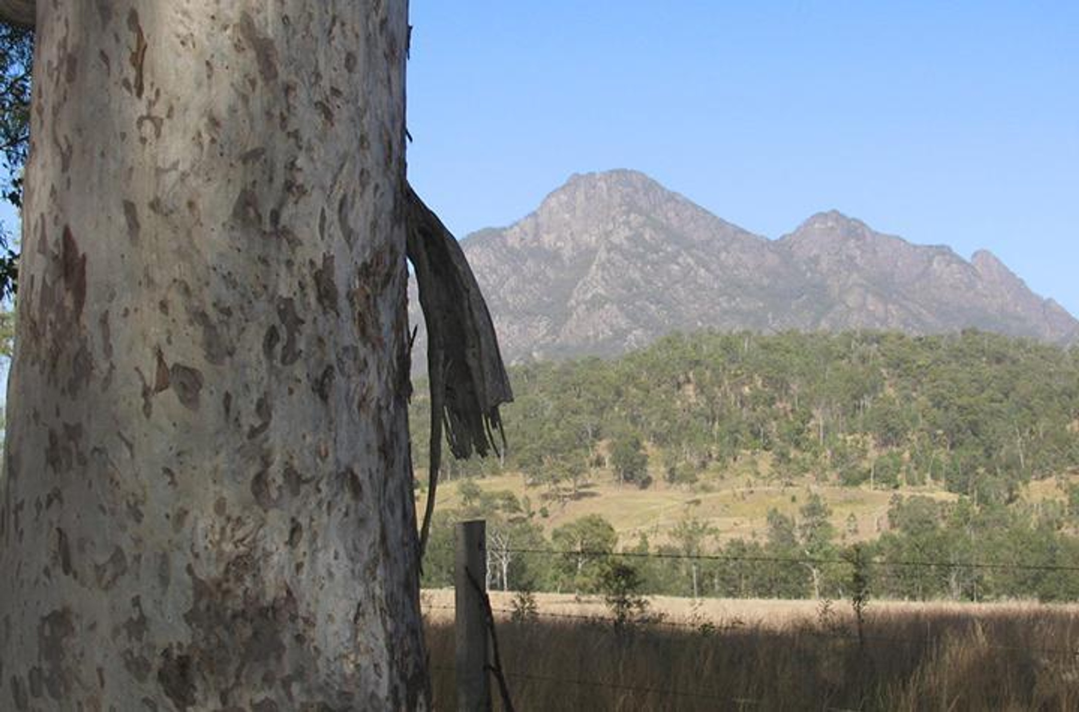Close-up of a spotted gum tree with a mountain range in the background
