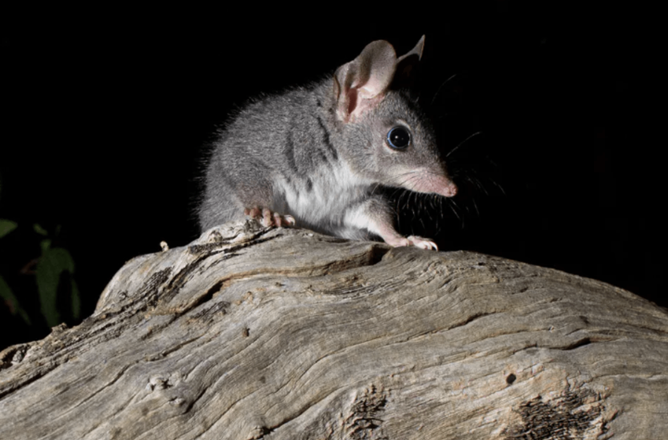 A small mouse-like, tree climbing marsupial