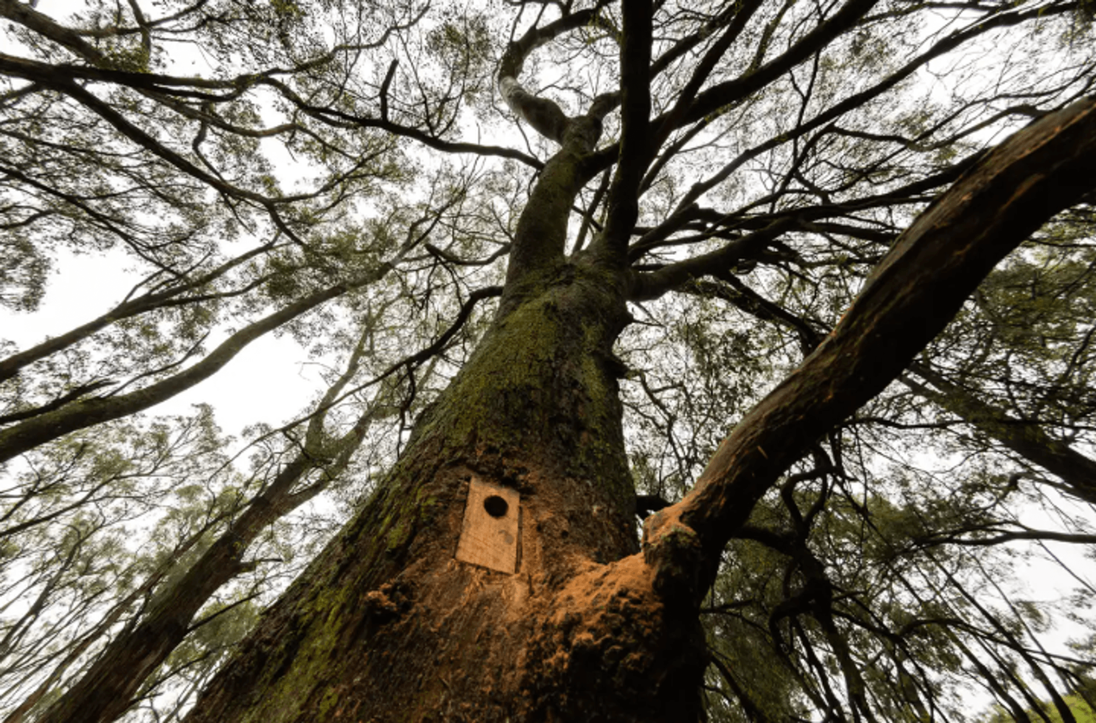 Tree canopy seen from below with a little door on side of one tree