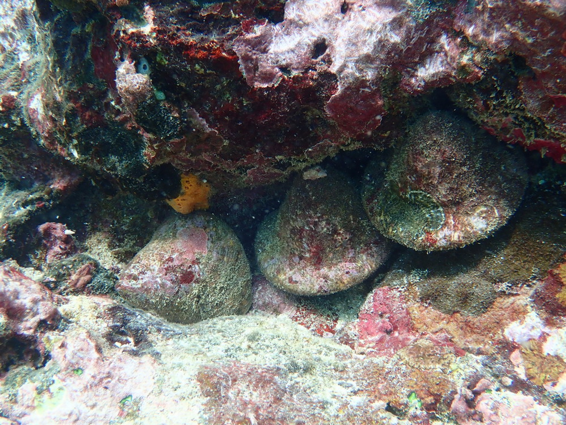 Three sea snail shells under a ledge