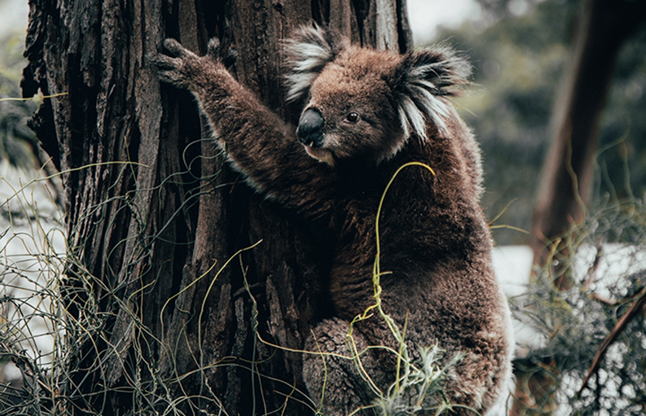 Koala climbing burnt tree trunk