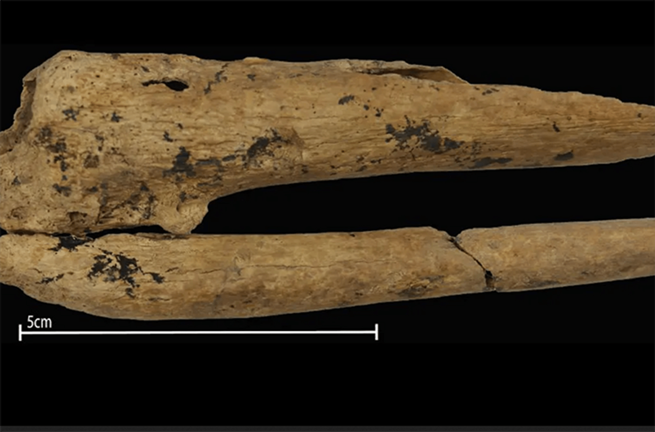 Close-up of fossil bone