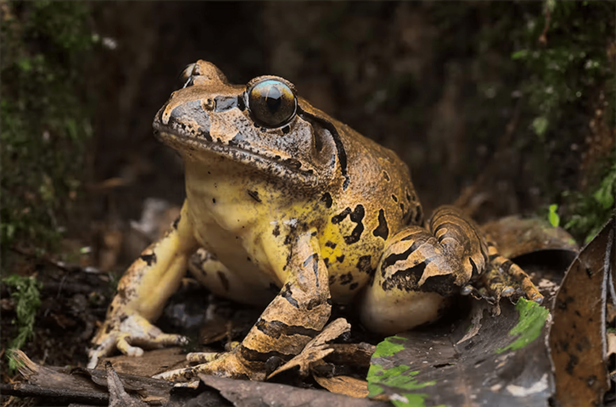 A frog sitting on the forest floor.