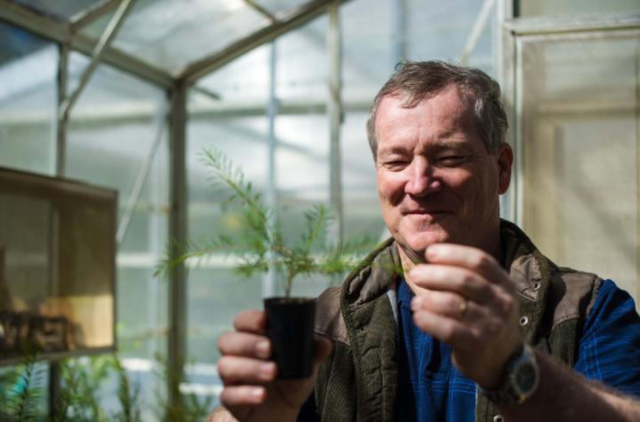 Dr Mervyn Shepherd with tea tree sapling