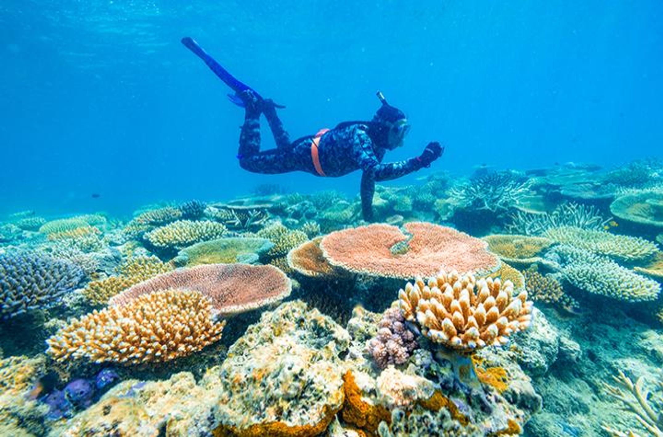 Peter Harrison inspecting coral reef at North Point off Lizard Island