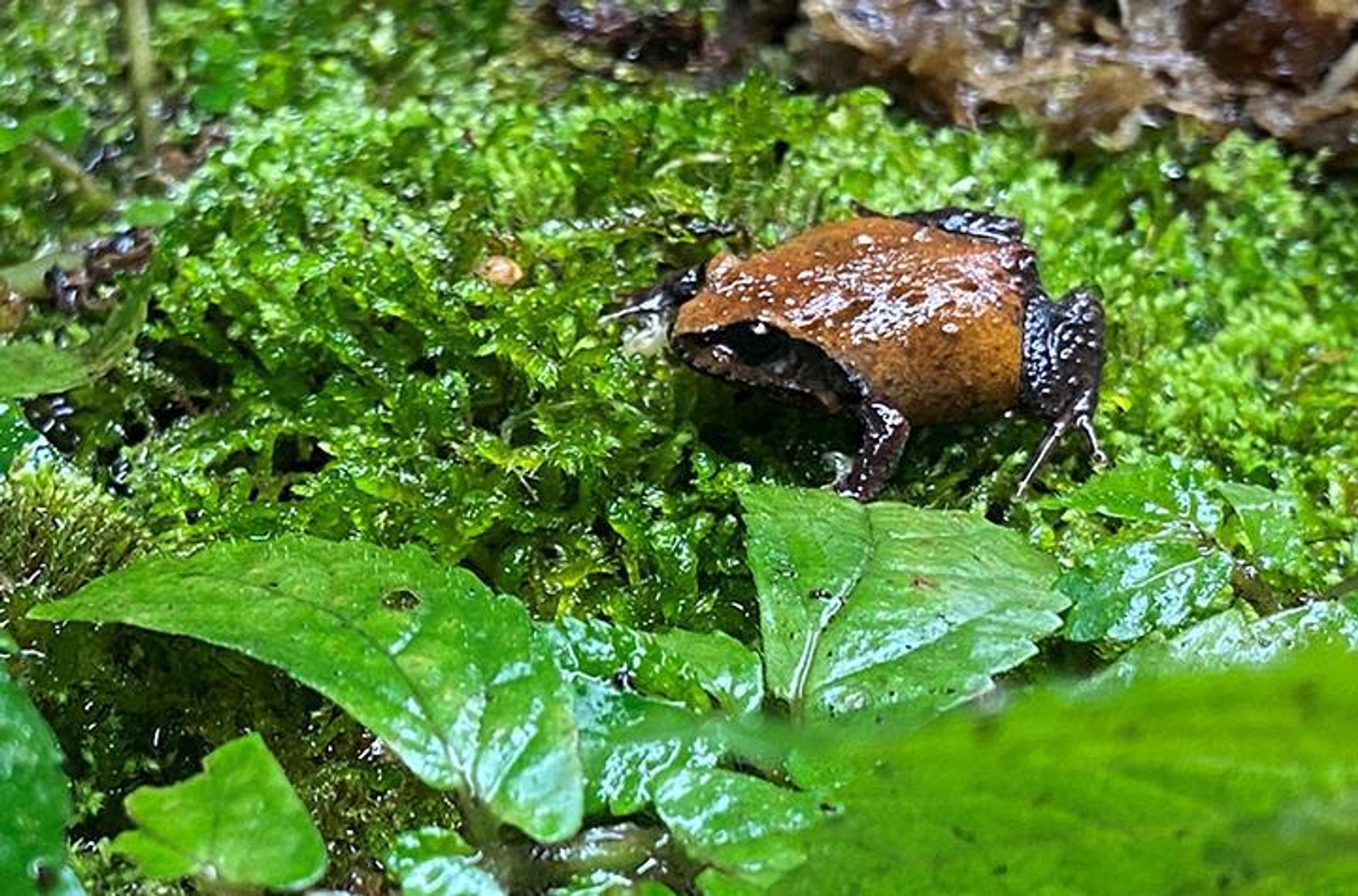 A small brown frog surrounded by green vegetation