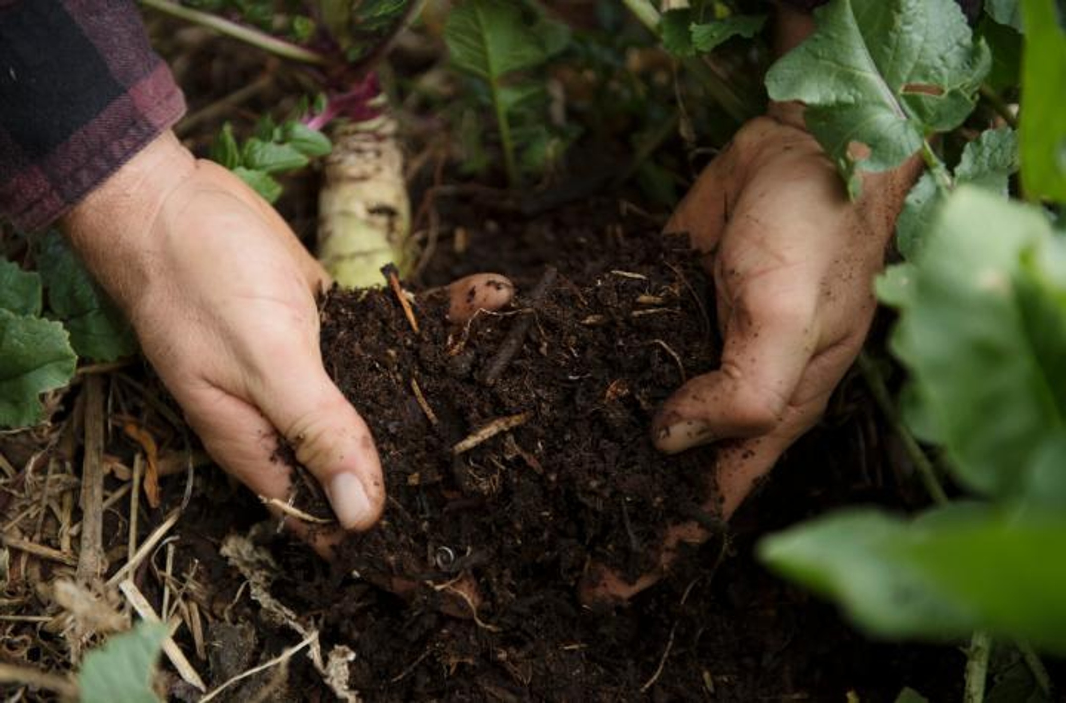 A handful of soil