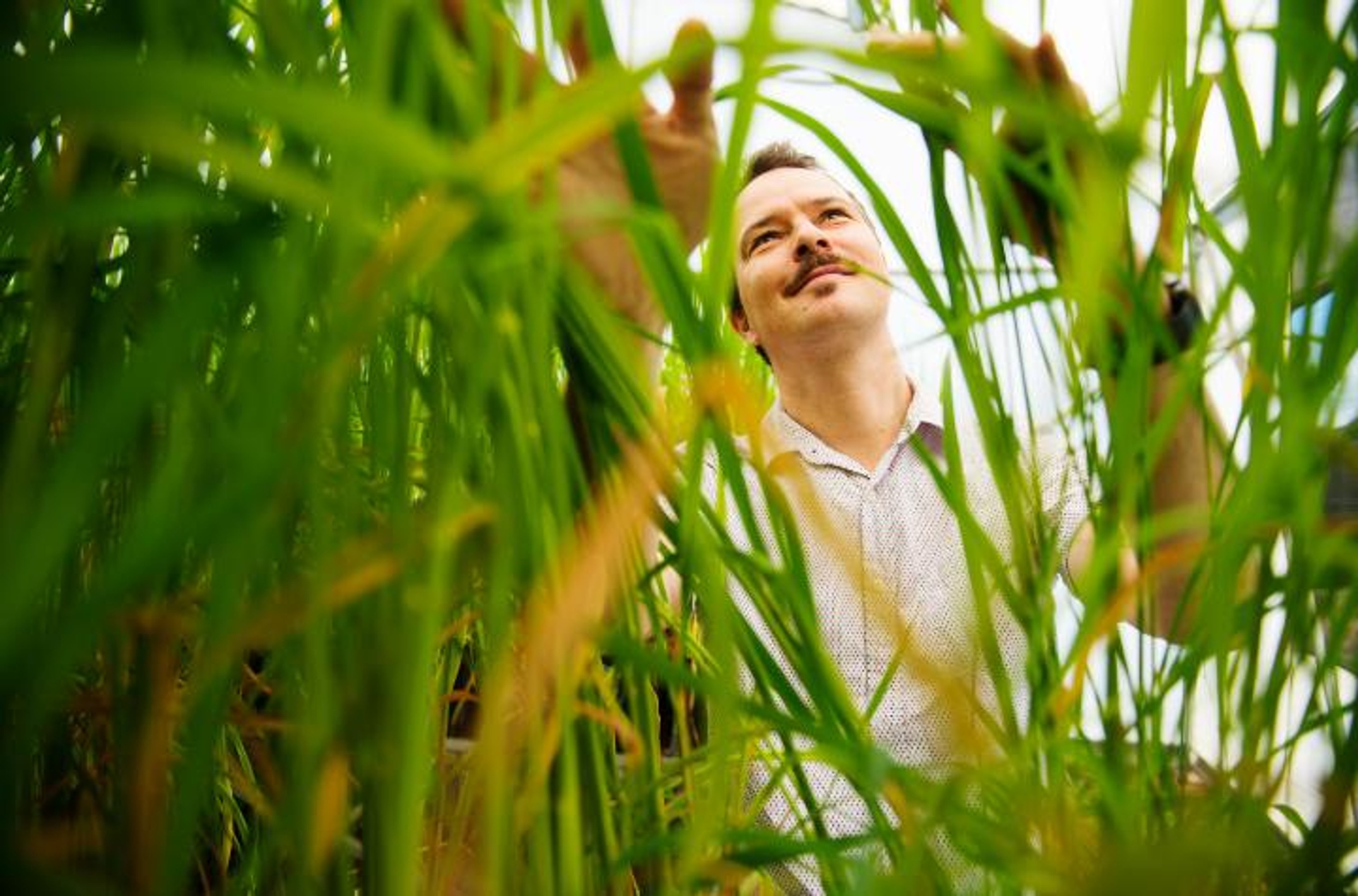 Associate Professor Tobias Kretzschmar with rice crop