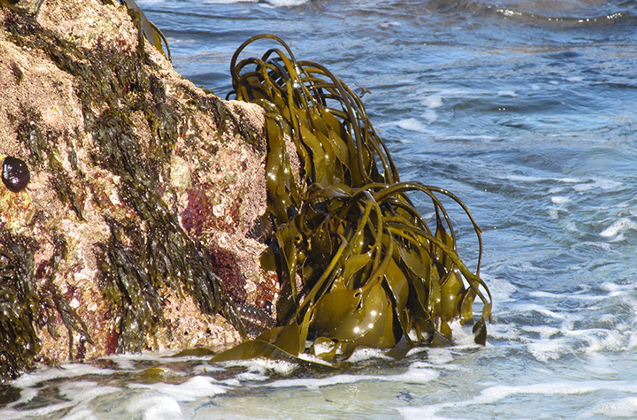 Brown algae attached to rock and exposed at low tide