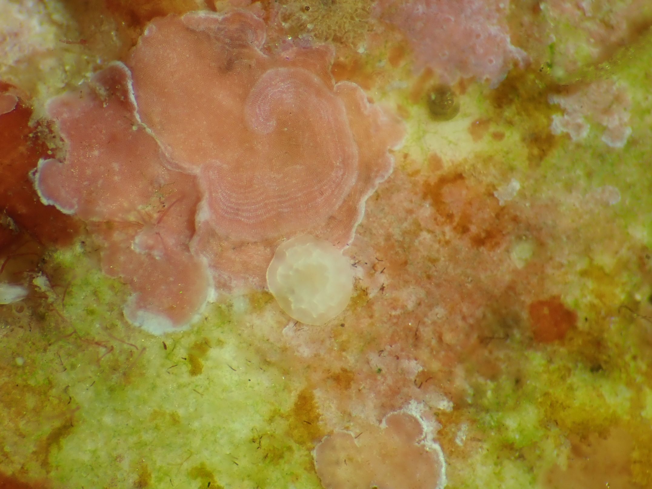 White coloured coral settler next to pink coloured CCA credit Alexandra Ordonez Alvarez