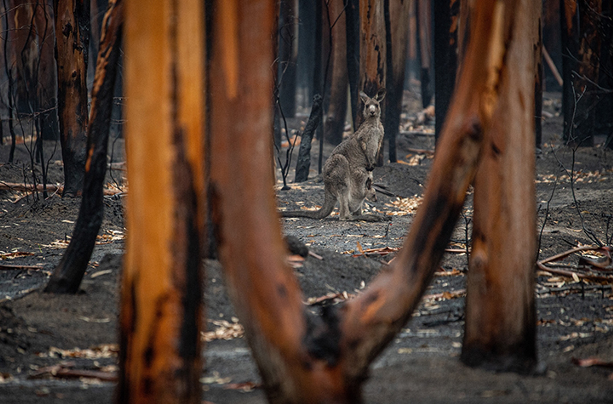 Burnt bush at Mallacoota with kangaroo and joey
