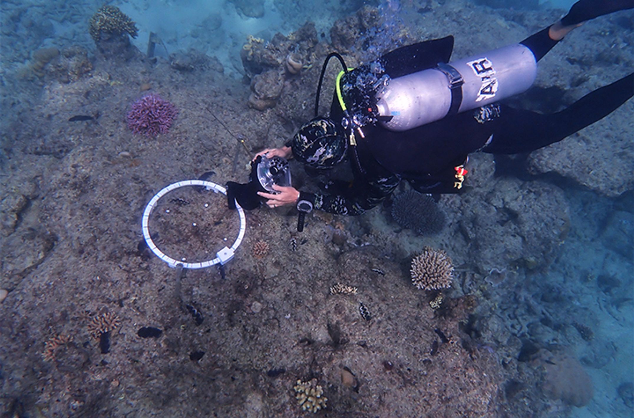 diver taking photo