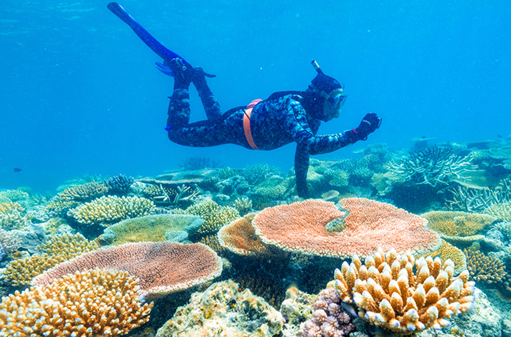 A snorkeller in a coral reef