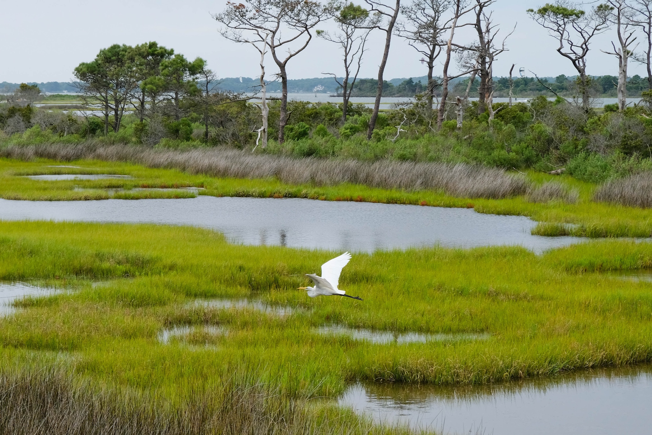 Salt marsh mangrove Assateague Island, USA