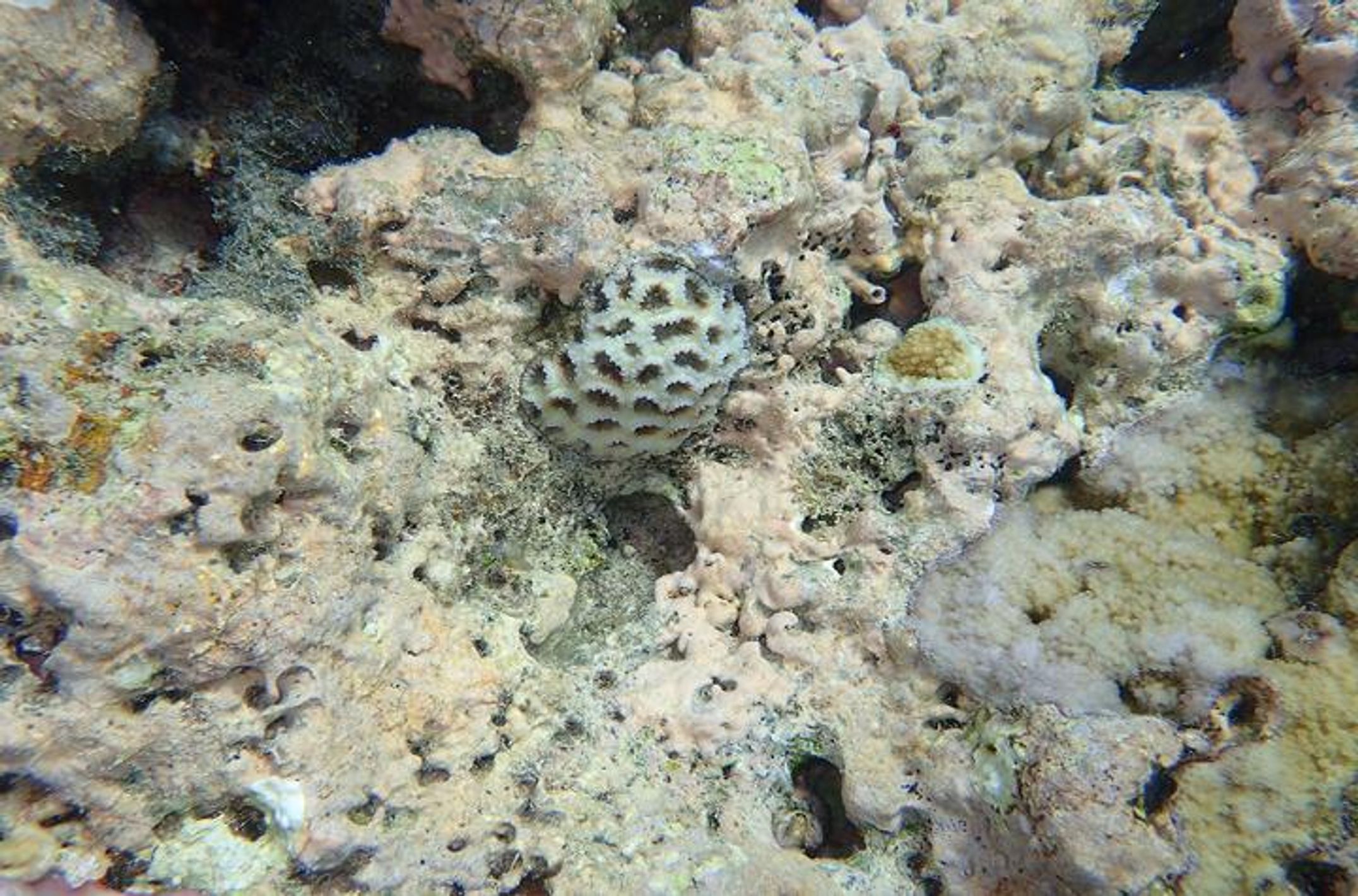 Two coral species growing on CCA at Lizard Island credit Alexandra Ordonez Alvarez