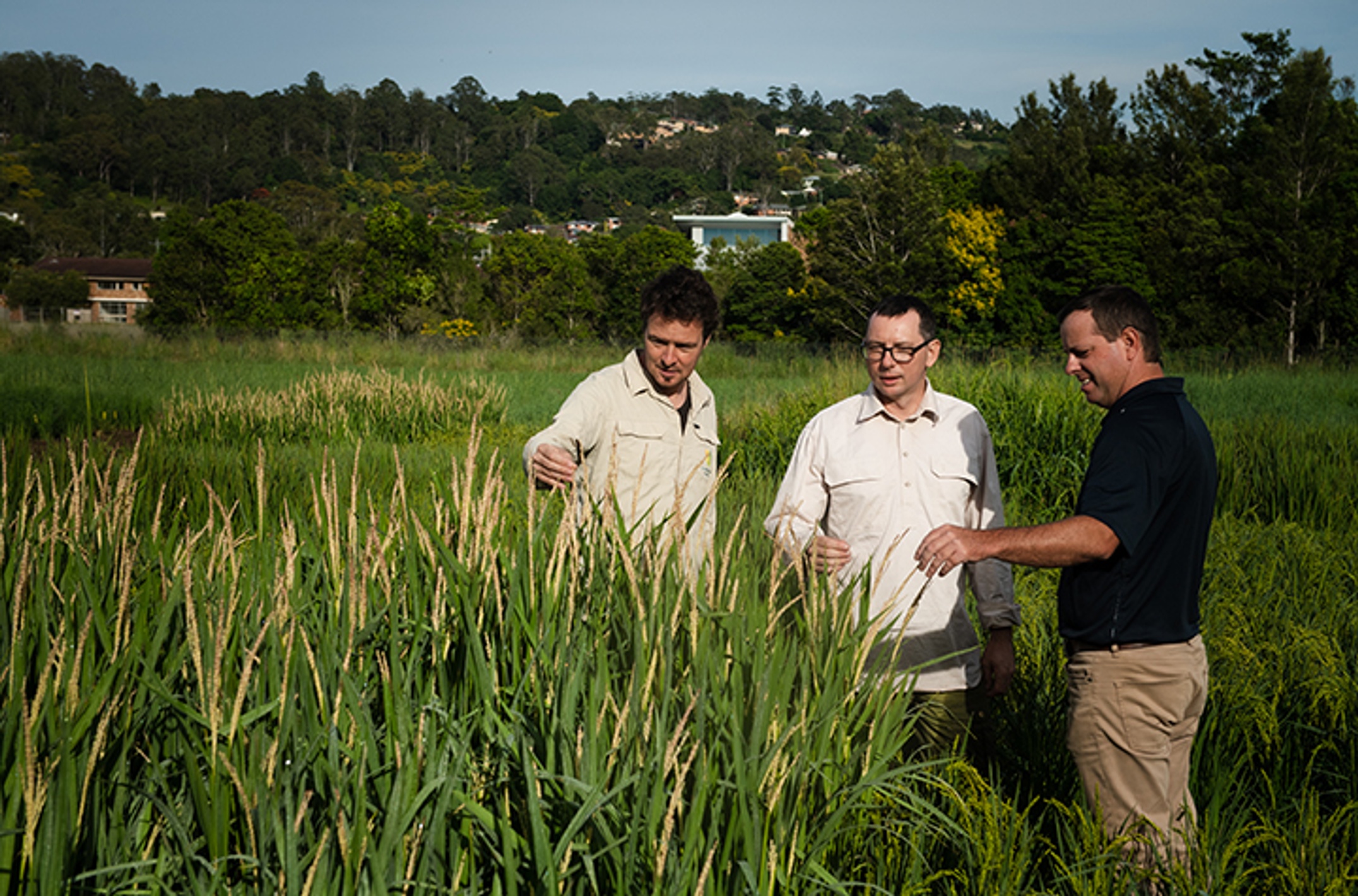 Tobias Szab and Steve Rogers in experimental rice crop