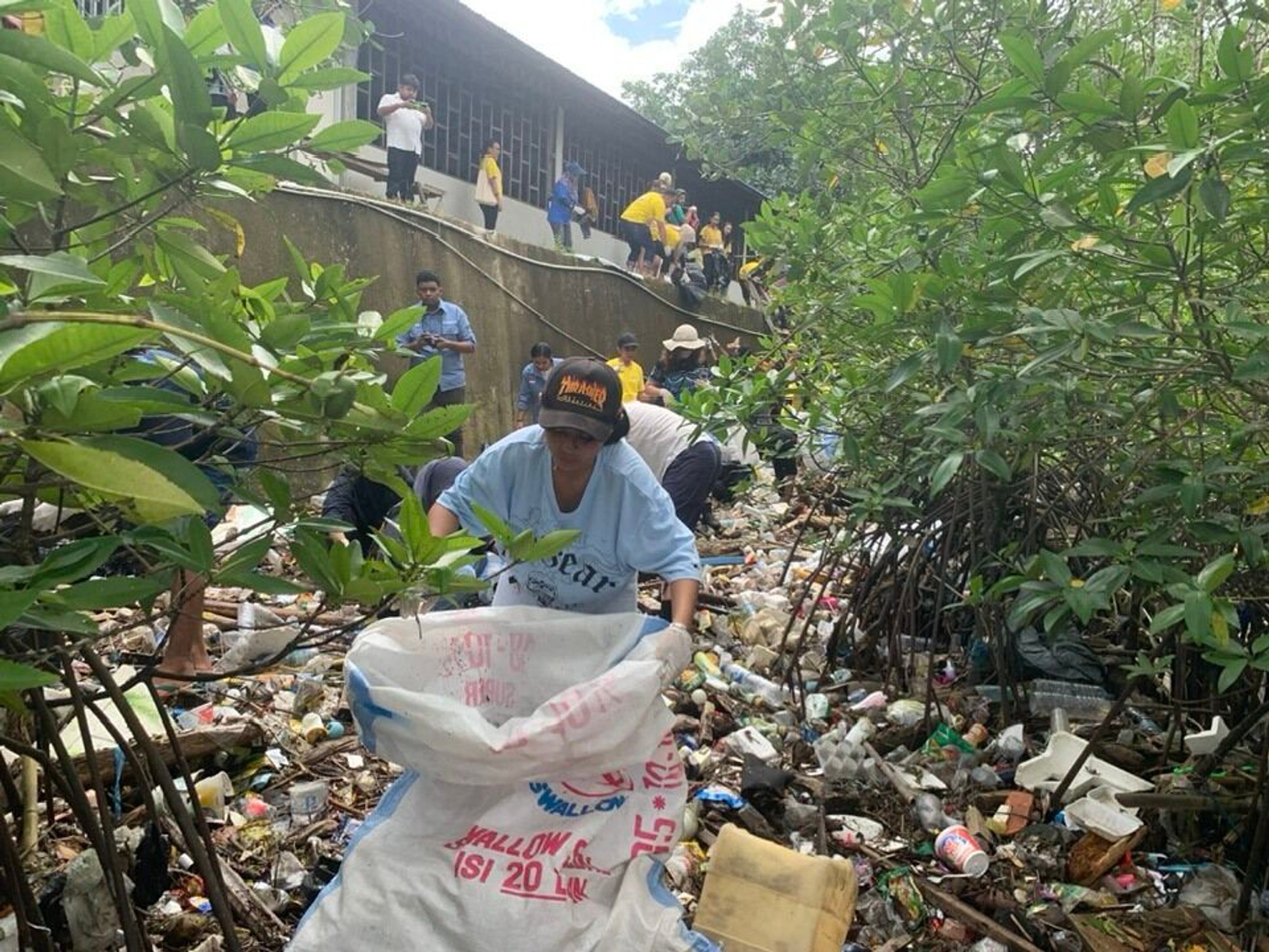 Students cleaning up rubbish in mangroves