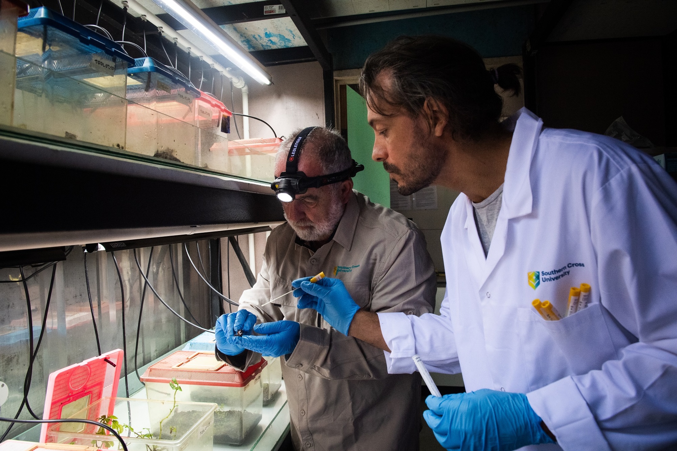 Two scientists in a laboratory examining a frog