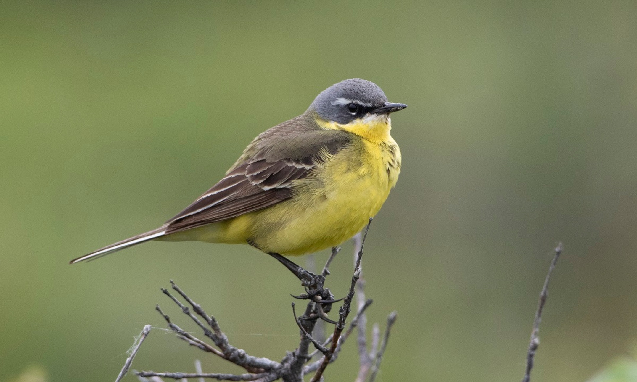 A yellow and grey bird sitting on a branch