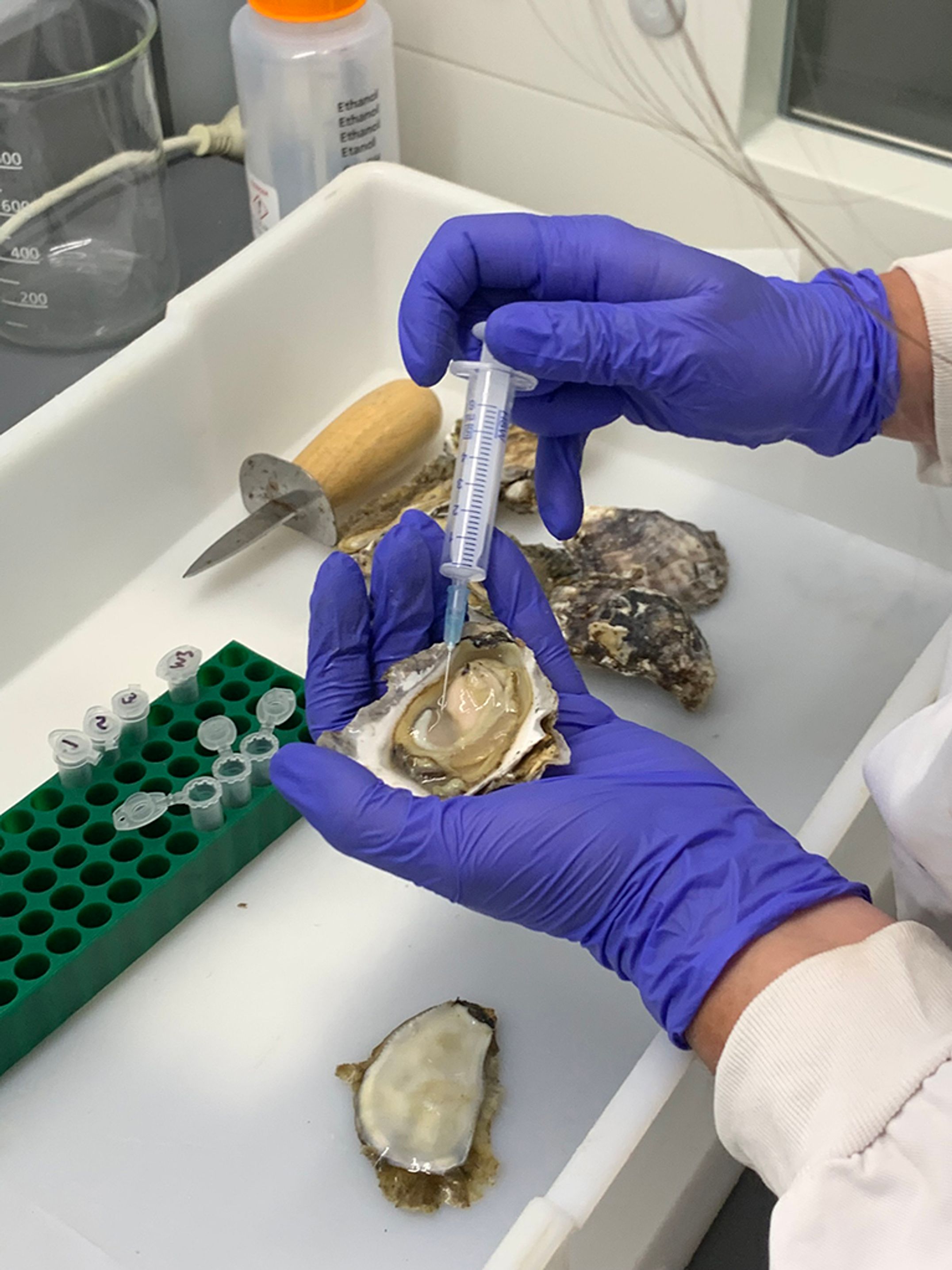 Oysters in a laboratory