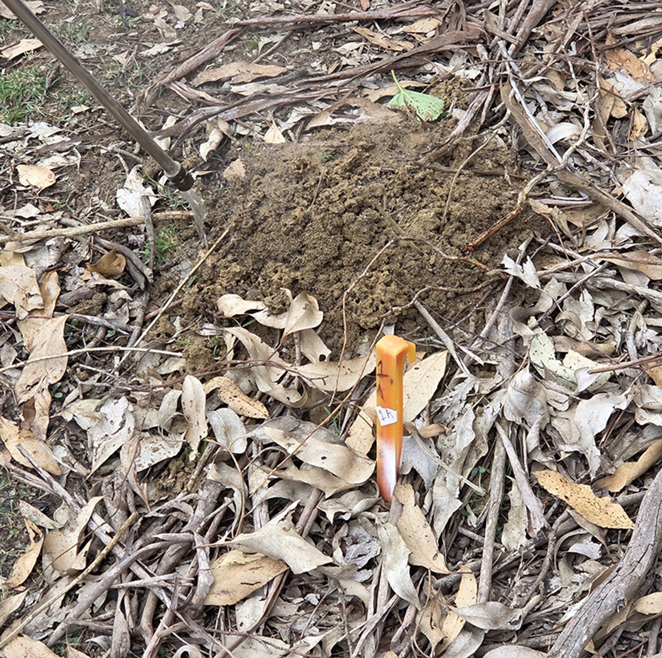 Hot water spread on top of fire ant nest to expose openings
