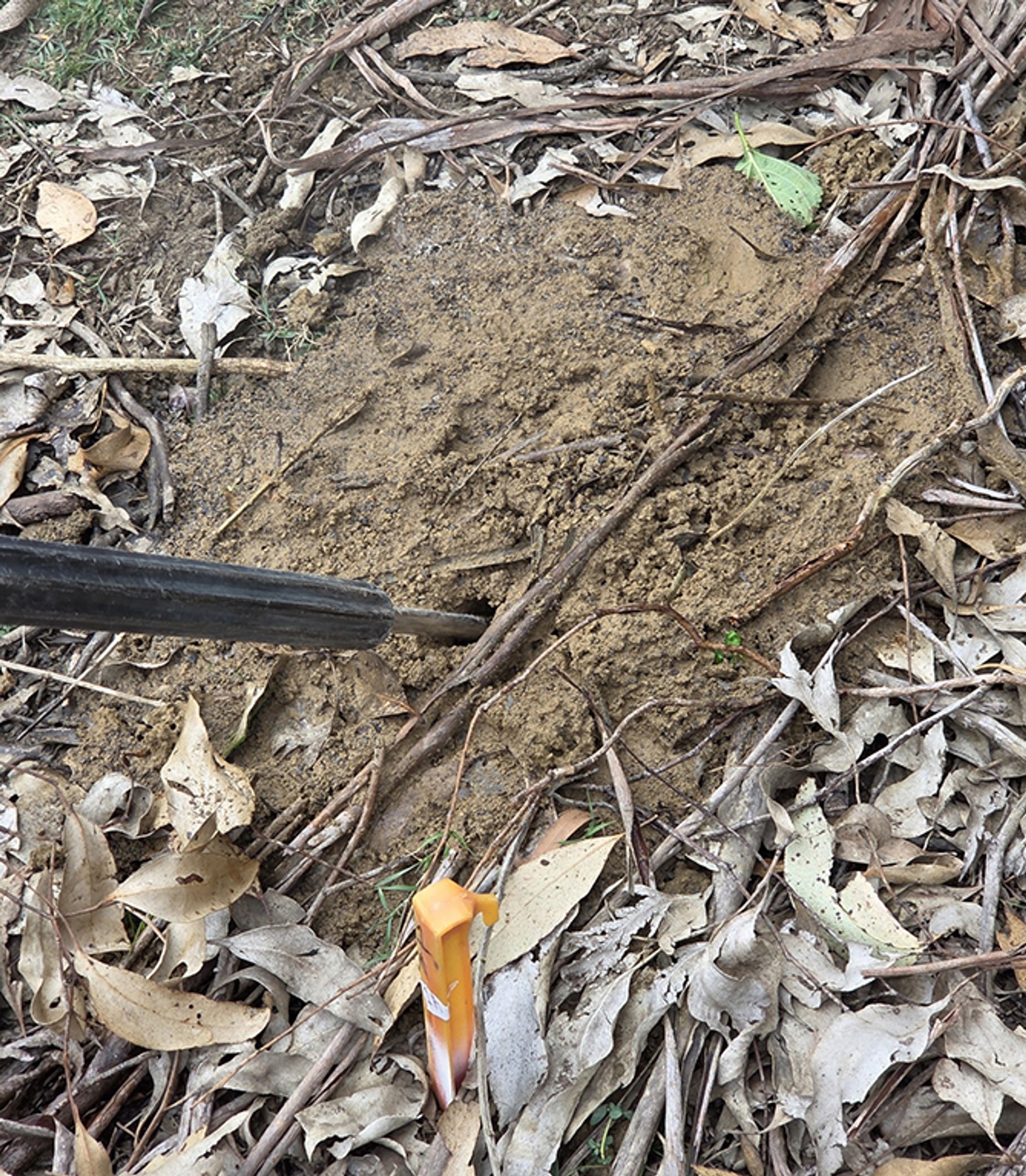 Hot water probe inserted into nest at multiple points to flood galleries