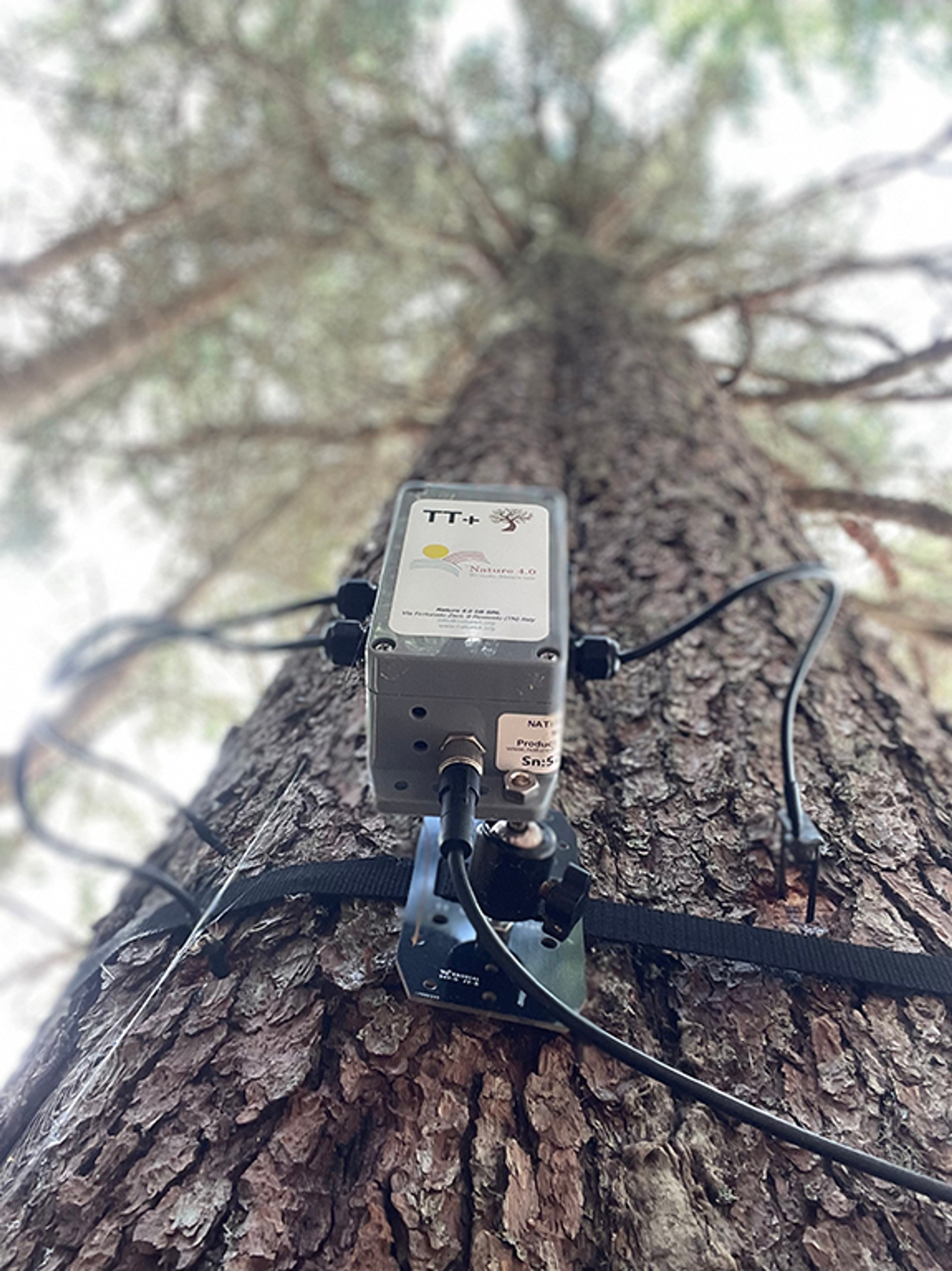 A tree with a recording device attached to the trunk