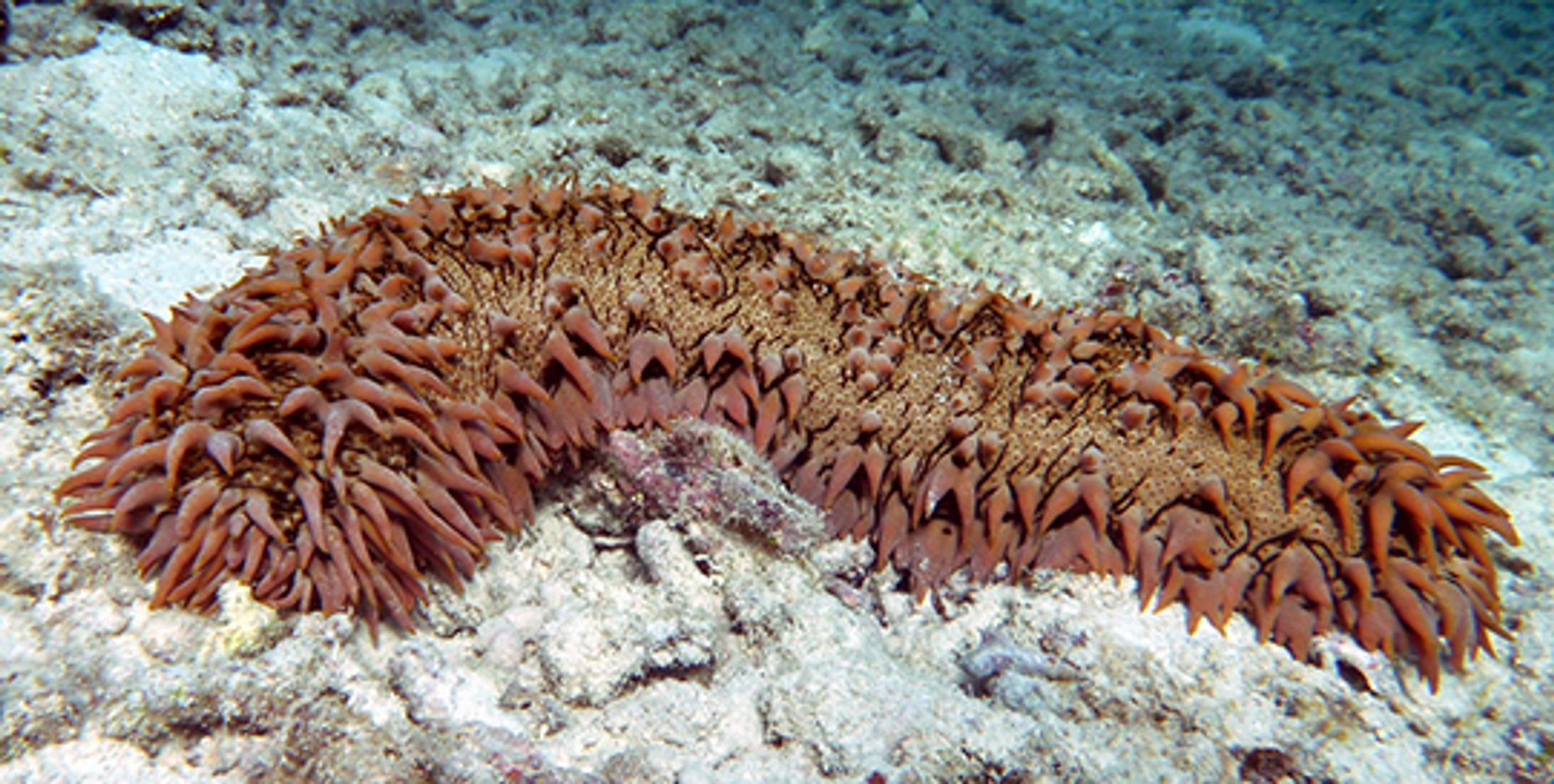A prickly redfish sea cucumber on the ocean floor