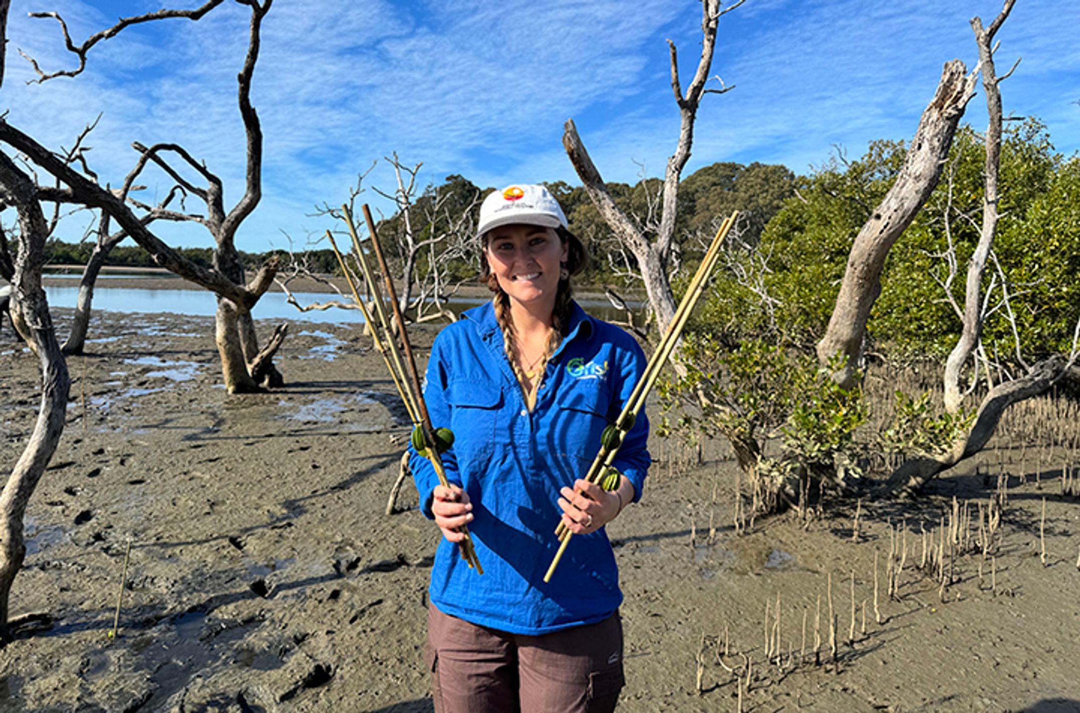 A woman in the mangrove estuary holding bamboo sticks with mangrove seeds attached