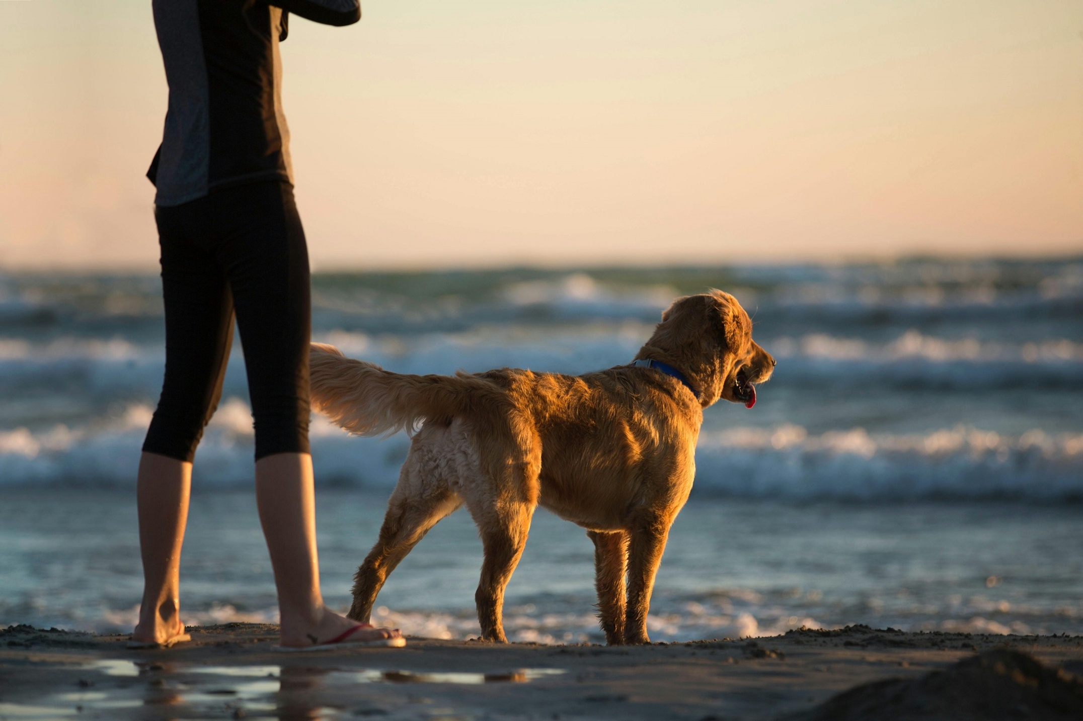 A dog and its owner at the beach