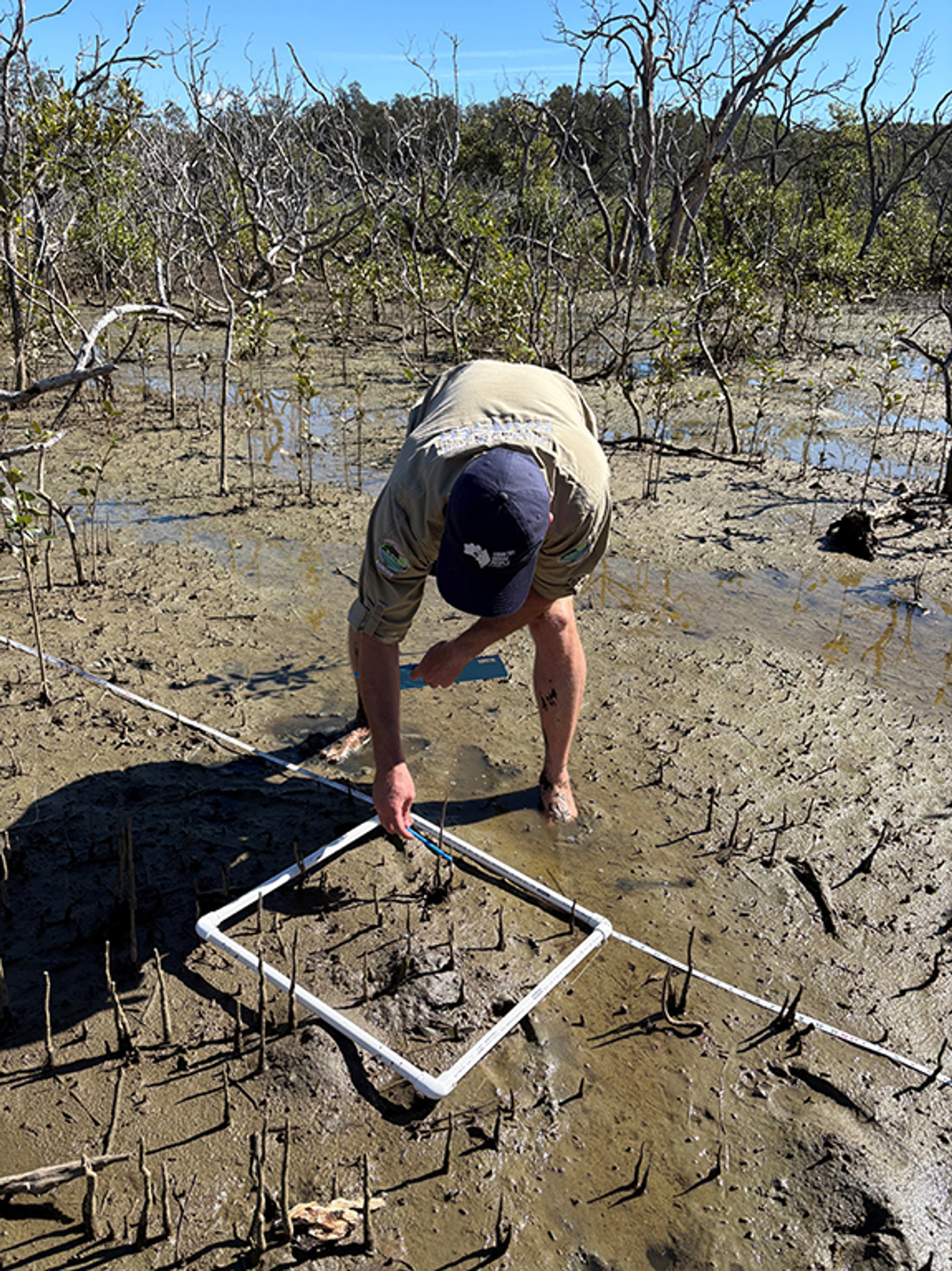 A man using scientific equipment in a mangrove system