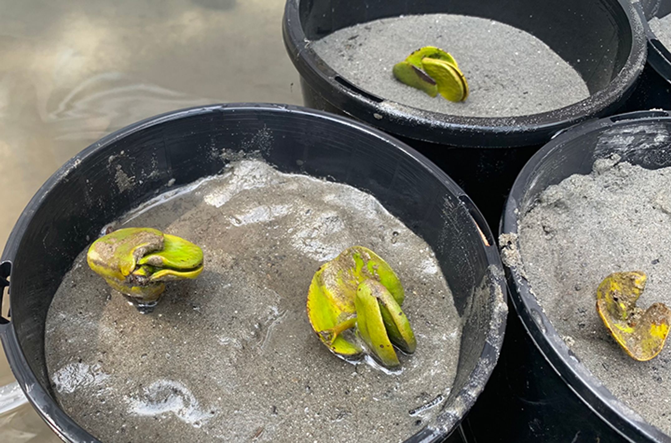 Mangrove seedlings in a pot filled with muddy sand