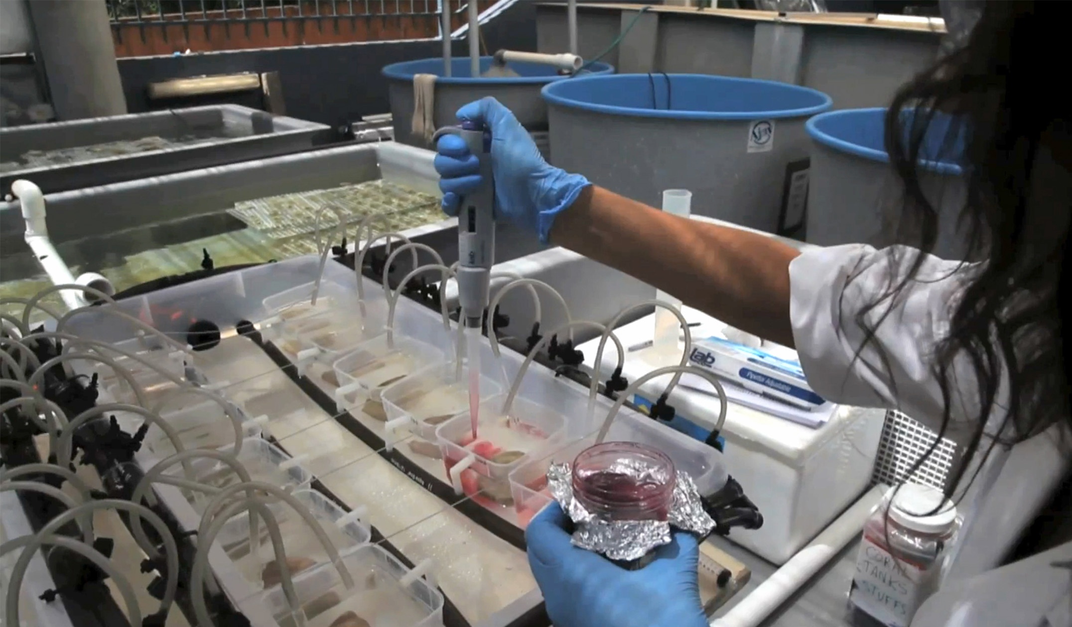 Person using baster to add liquid to tanks