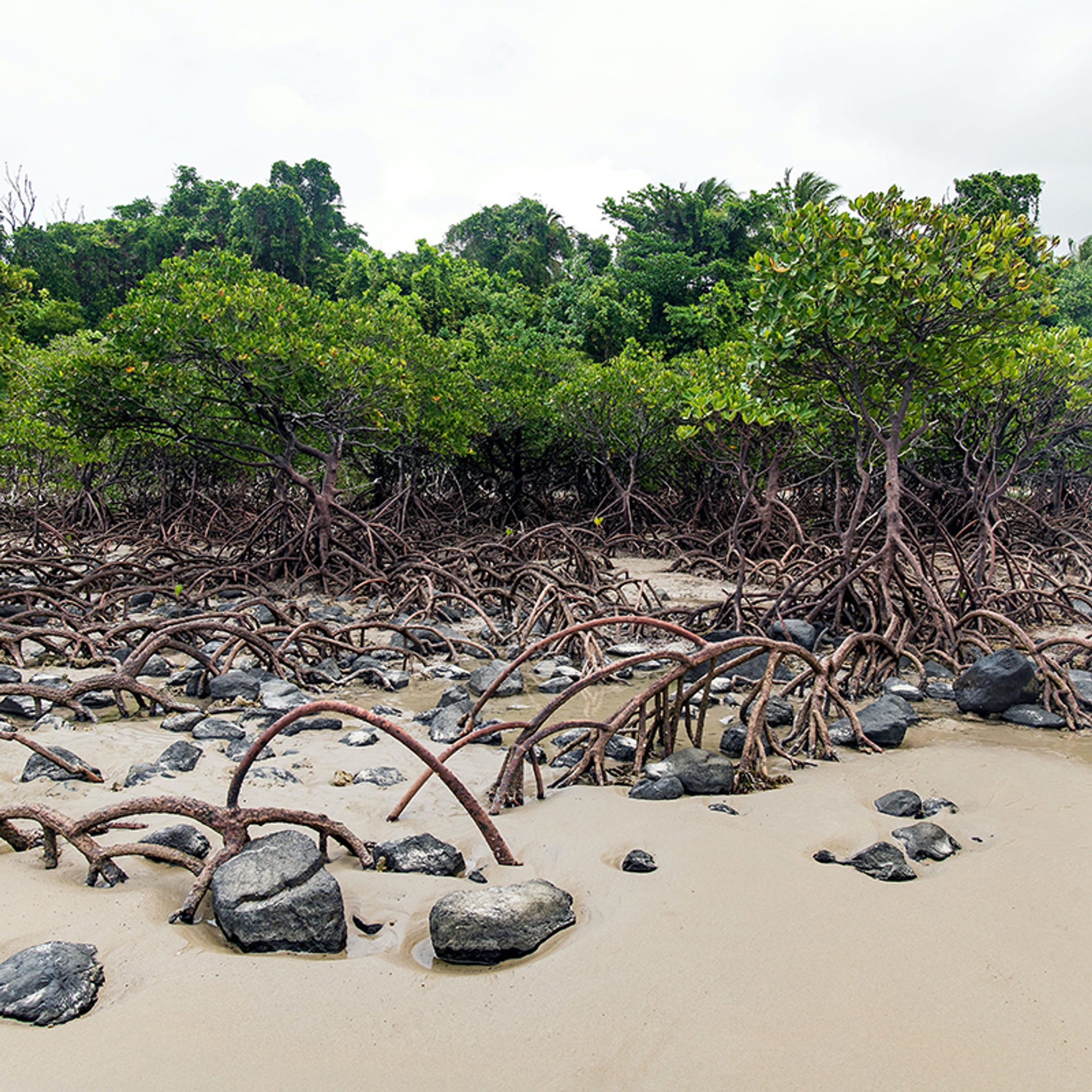 Mangrove trees at Cape Tribulation credit David Clode on Unsplash