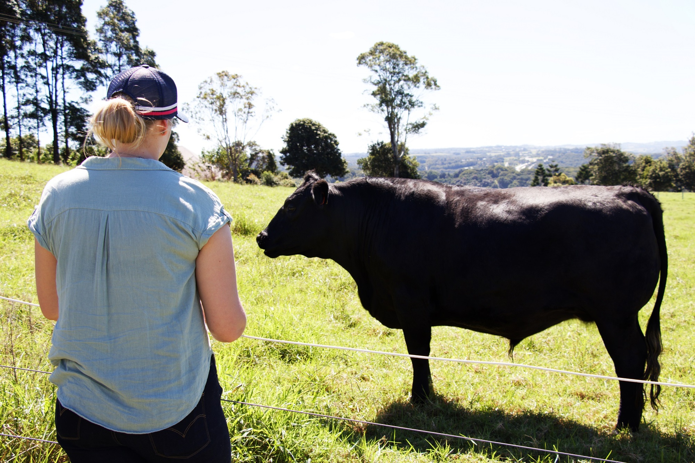 A woman stands behind a fence looking at a large cow