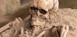 Human fossils_credit Boris Hamer on Pexels
