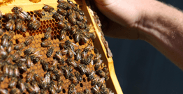 Bees on honeycomb