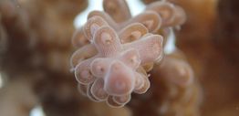 Close up of a pink branching corals