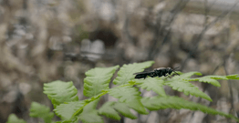 A fly on a plant leaf