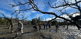 Dead mangroves