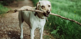 Short coated dog biting stick