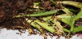 Fire ants eating crops