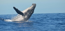 Humpback Whale Jumping out of Water